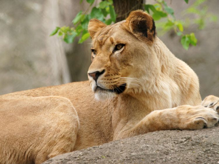 Zuri, une lionne du zoo d'Indianapolis, a tué son compagnon