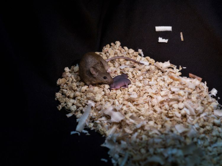 Les souris avec deux mères ont eu leur propre bébé lors de rapports sexuels normaux. Pic: Leyun Wang