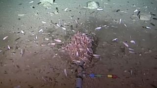 La pollution plastique a atteint les profondeurs de nos océans