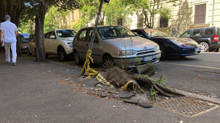 Racines de pin à Rome
