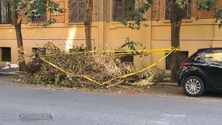 Arbre tombé à Rome