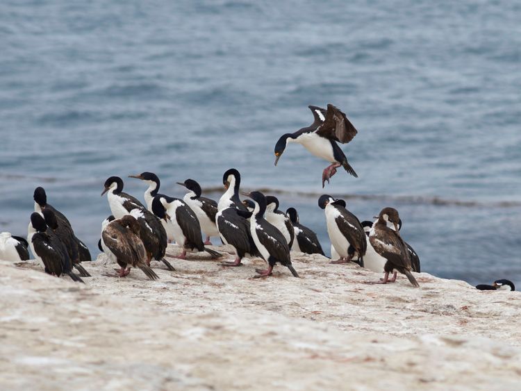 L'oiseau de mer a reçu une avalanche de votes de l'Australie pour la compétition annuelle