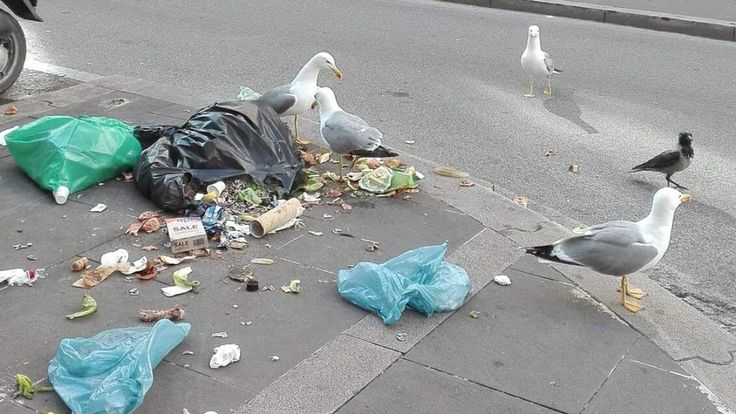 Mouettes se régalant des ordures non collectées de Rome. Pic: Roma Fa Schifo