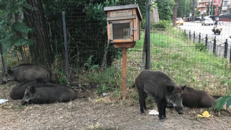 Les sangliers errant dans un parc à Rome. Pic: Clistere della Sera