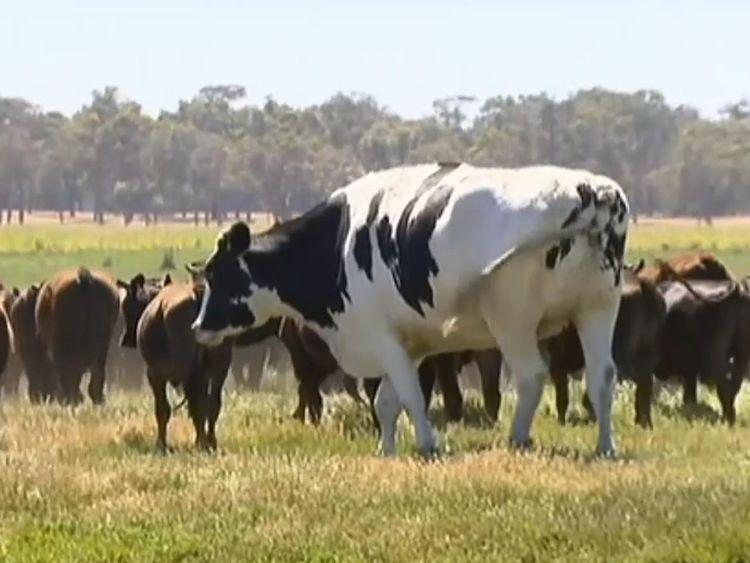 Culotte la vache