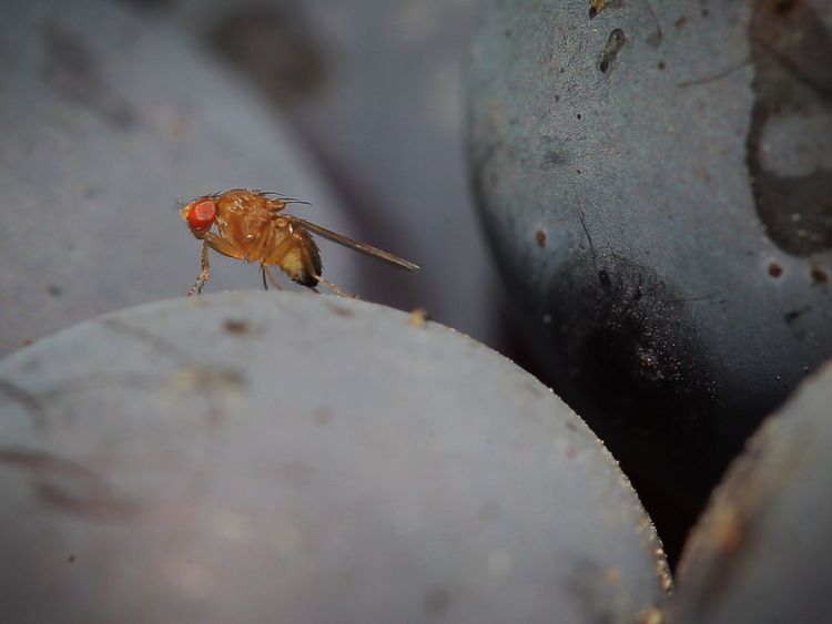 Tordre le gène pourrait tuer les parasites indésirables
