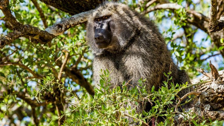 Un babouin aux olives, originaire de la RDC