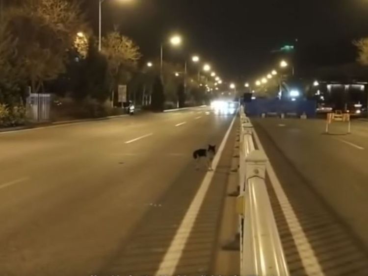 Le chien s'enfuit quand les gens essaient d'aider