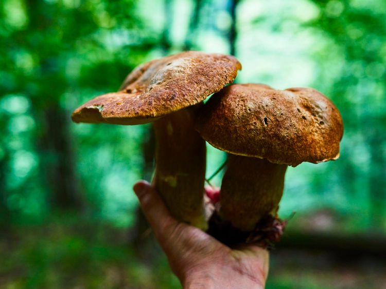 Les champignons de pin sont un mets délicat en Corée 