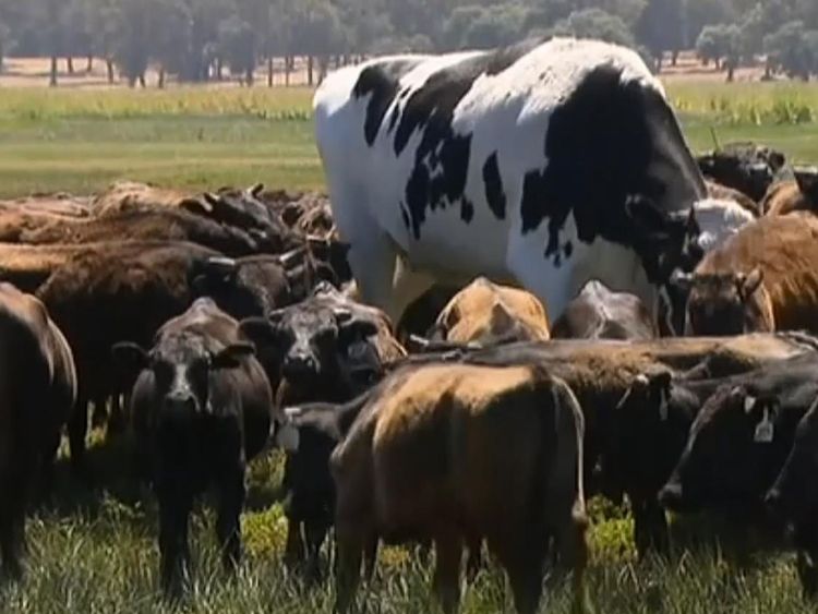 Un énorme volant appelé "Knickers". a évité les abattoirs en étant trop lourd. Il va plutôt vivre ses journées dans un enclos.