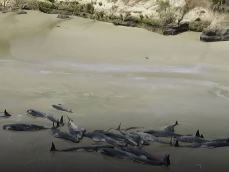 Les globicéphales se sont échoués sur l'île Stewart en Nouvelle-Zélande. Pic: Département de la conservation