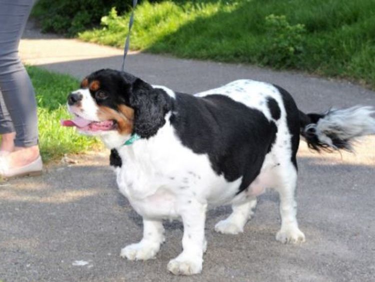 Borris a déjà fait pencher la balance à 4,6 kg