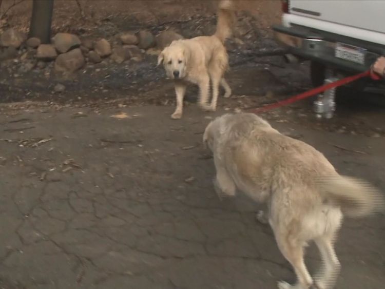Un chien qui a survécu au feu de forêt en Californie attendait depuis un mois après l'incendie de sa maison brûlée. APTN