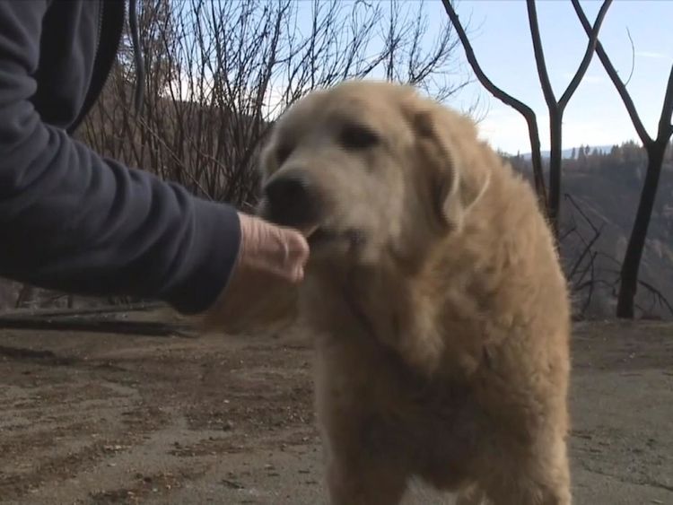 Un chien qui a survécu au feu de forêt en Californie attendait depuis un mois après l'incendie de sa maison brûlée. APTN