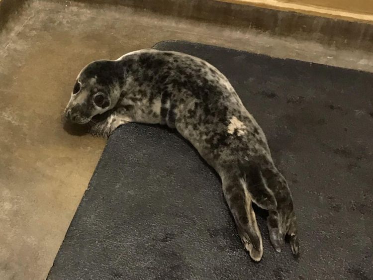 Un jeune phoque âgé de trois semaines a été retrouvé dans un jardin à l'arrière de la mer, à 6,4 km de la mer, à Norfolk. Pic: RSPCA