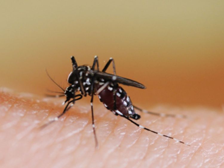 Le moustique tigre peut propager des maladies mortelles