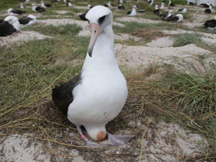 Sagesse incubant son oeuf. Pic: Bob Peyton / USFWS