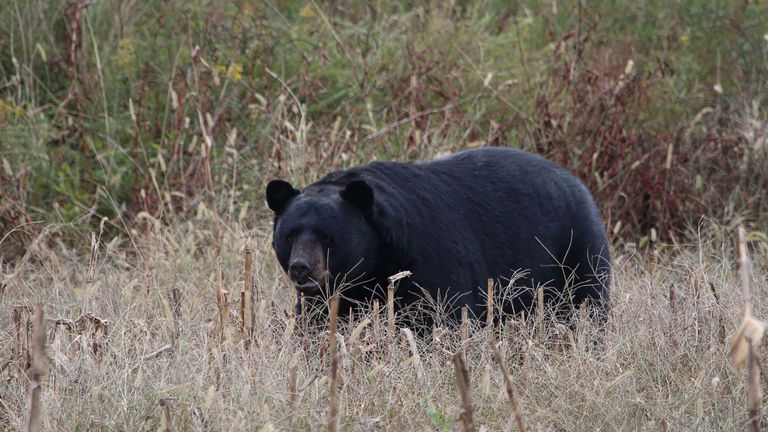 On trouve des ours noirs dans les bois en Caroline du Nord. Image de fichier