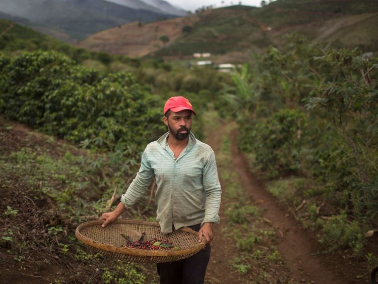 Un ouvrier cueille des grains de café dans sa ferme familiale au Brésil