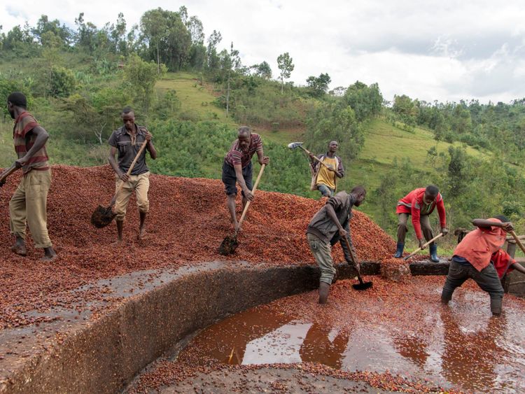 

Des producteurs de café entassent des fèves en Ethiopie

