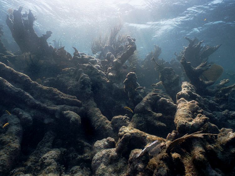 Les changements de la température de l’eau de mer ont provoqué le blanchiment et de la grande barrière de corail