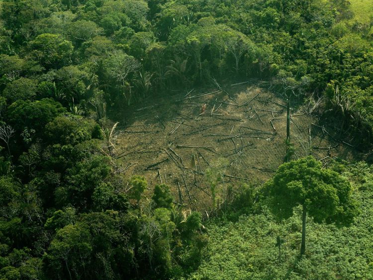 Réduire la production de viande réduirait la déforestation