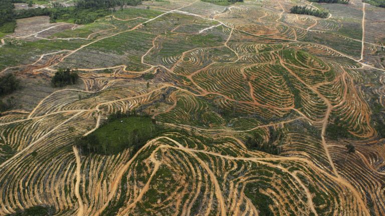 On voit une vue aérienne d’une forêt défrichée par des compagnies d’huile de palme dans le district de Ketapang, en Indonésie, dans la province du Kalimantan occidental, le 5 juillet 2010. Cette photo a été prise dans le cadre d’une excursion médiatique organisée par le groupe écologiste Greenpeace, qui a campagne contre l'expansion de l'huile de palme dans les zones forestières d'Indonésie. REUTERS / Crack Palinggi (INDONÉSIE - Tags: ENVIRONNEMENT CATASTROPHE IMAGES COMMERCIALES DU JOUR)