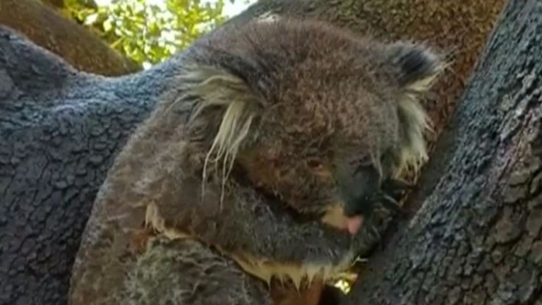 Koala profite de l'arrosage par aspersion en Australie