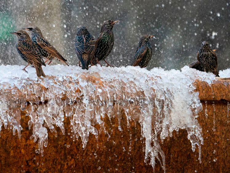 Des oiseaux jouent dans la fontaine gelée de Bryant Park le 11 janvier 2019 à New York