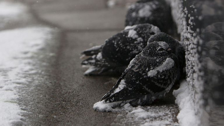 Les pigeons se blottissent dans la neige pendant une tempête hivernale à Buffalo, New York, États-Unis, le 30 janvier 2019
