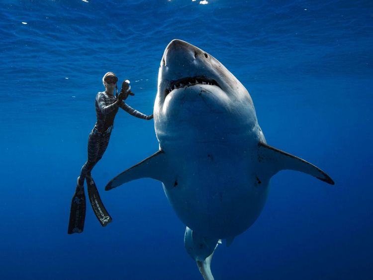 Deep Blue est estimé à six mètres de long et pèse deux tonnes et demie. Pic: @ JuanSharks / @ OceanRamsey / Juan Oliphant / oneoceandiving.com 