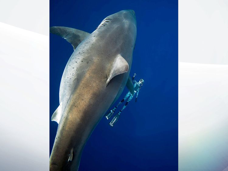 Le grand requin blanc a été vu pour la dernière fois en 2014