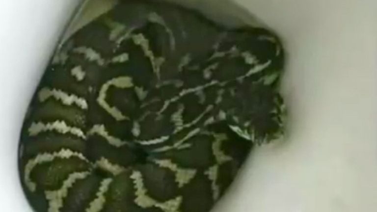 Python dans les toilettes. Photo: Jasmine Zeleny / Helen Richards