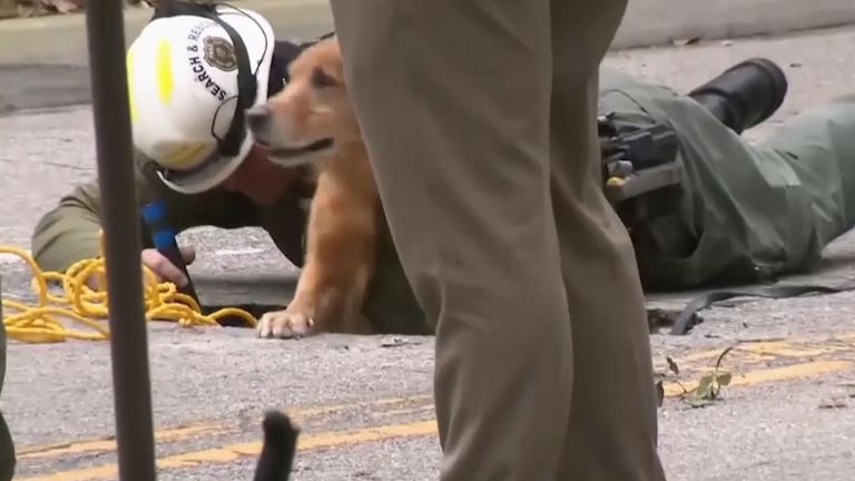Un chien renifleur a été utilisé dans l'enquête du tunnel. Pic: WPLG