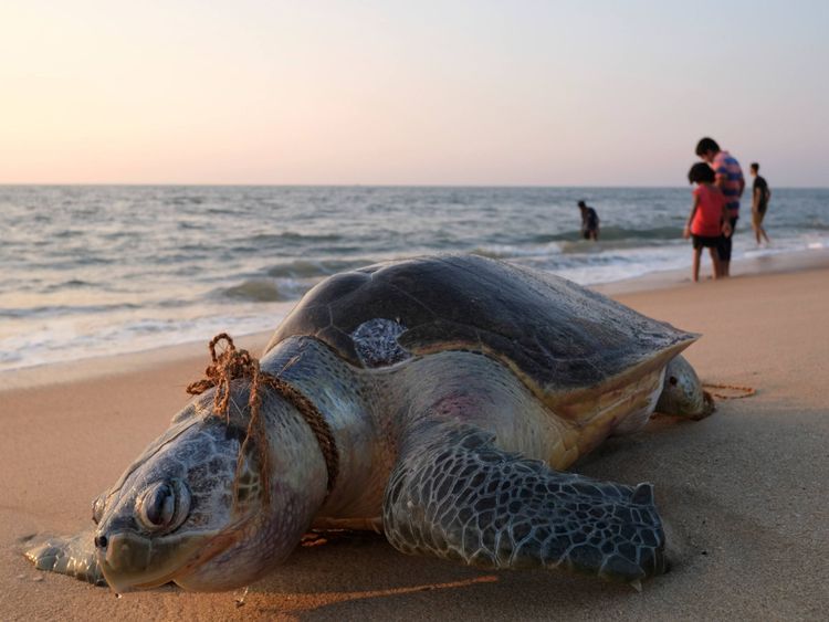Cette tortue est morte après s'être empêtrée dans des filets de pêche