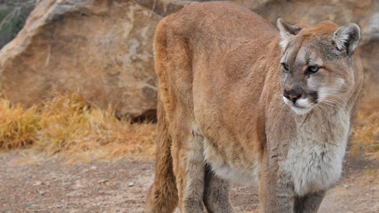 Les attaques de lions de montagne ne sont pas courantes dans la région. Pic: parcs du Colorado et de la faune