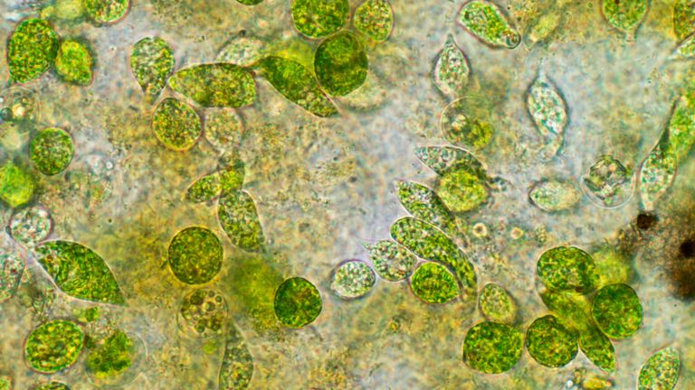 Les populations d'algues microscopiques connues sous le nom de phytoplancton évoluent en raison du réchauffement climatique