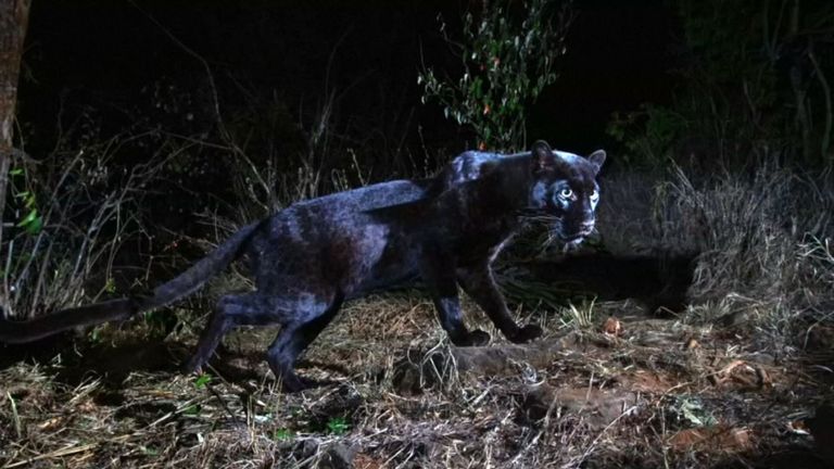 Les taches du léopard apparaissent sur des caméras infrarouges la nuit. Pic: Will Burrard-Lucas