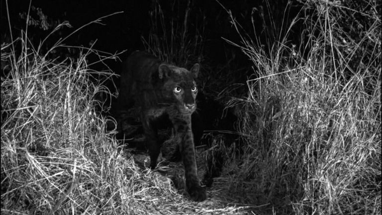 Les léopards noirs portent une mutation génique pour le "ménalisme". Pic: Will Burrard-Lucas