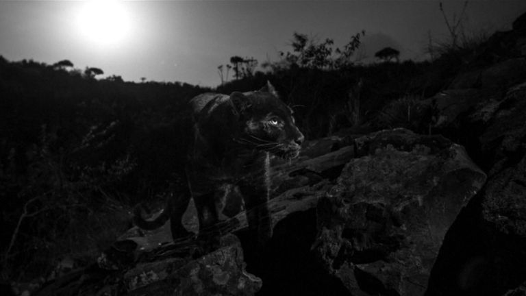 Le léopard noir est très insaisissable. Pic: Will Burrard-Lucas