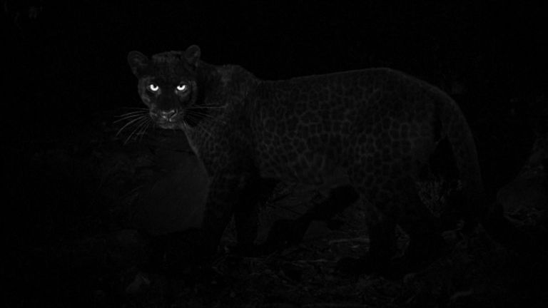 Les léopards sont encore plus difficiles à capturer que leurs parents inégaux. Pic: Will Burrard-Lucas