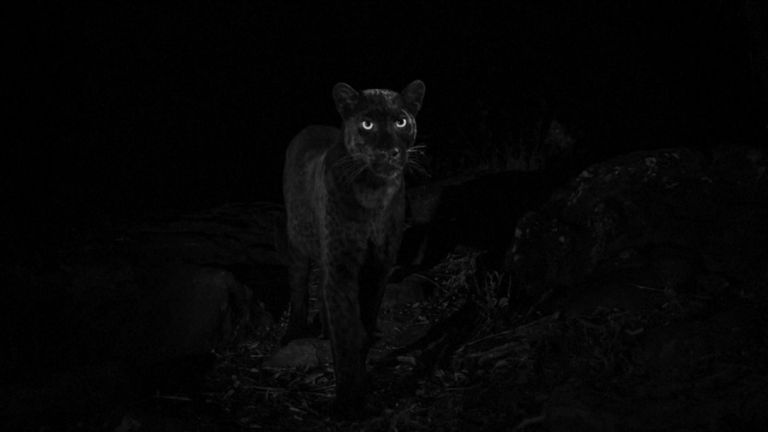 Les léopards sont en grande partie nocturnes. Pic: Will Burrard-Lucas