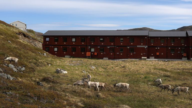   Des rennes paissent près d'un bâtiment à Hammerfest, en Norvège, le 14 juin 2018.