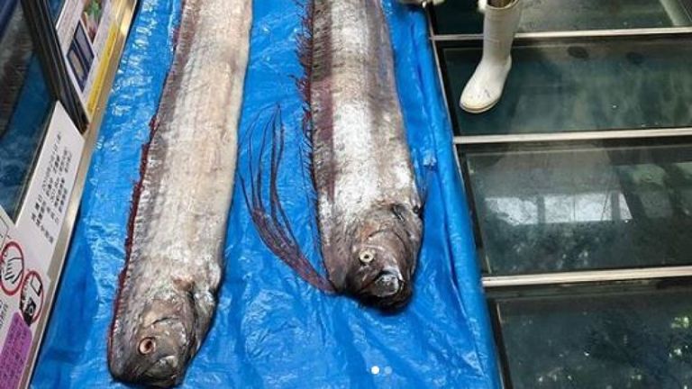 Un gardien de l'aquarium d'Uozu a posé vendredi avec deux poissons rouges dans des filets de pêche. Pic: Aquarium Uozu