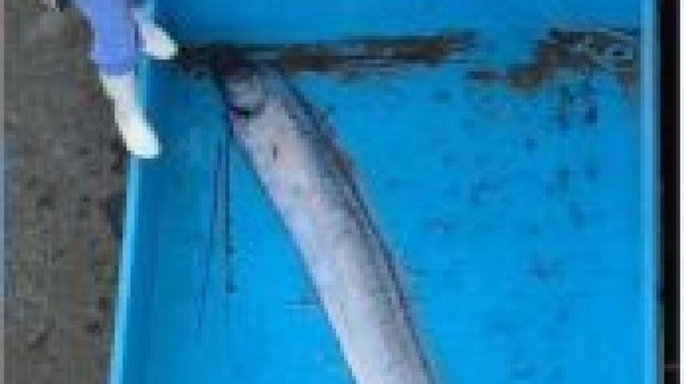 Les poissons-raies ont été retrouvés au nord du préfet de Toyama. Pic: Aquarium Uozu