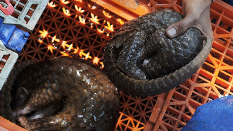 Les pangolins seraient les animaux les plus trafiqués de la planète