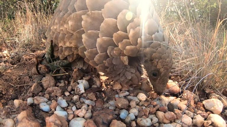 Un pangolin à l'hôpital vétérinaire de Johannesburg