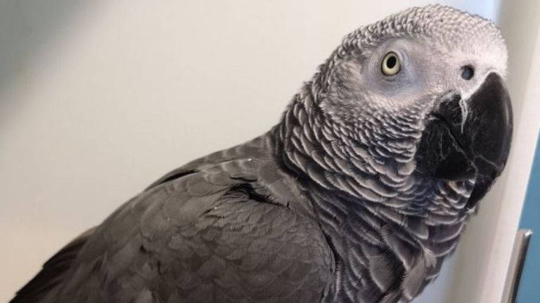 Le perroquet gris africain a reconnu la voix slovaque de son propriétaire sur un clip audio. Photos: aéroport de Dublin