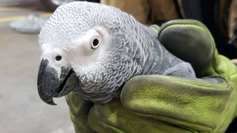 Hugo la perroquet a été retrouvé errant autour de l'aéroport de Dublin 
