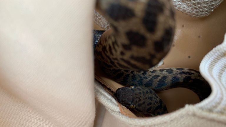 Le serpent avait commencé à perdre sa peau pendant le vol. Pic: SPCA
